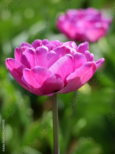 Pink tulip on a sunny day
