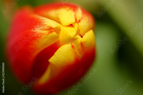 Close up of a red yellow tulip flower