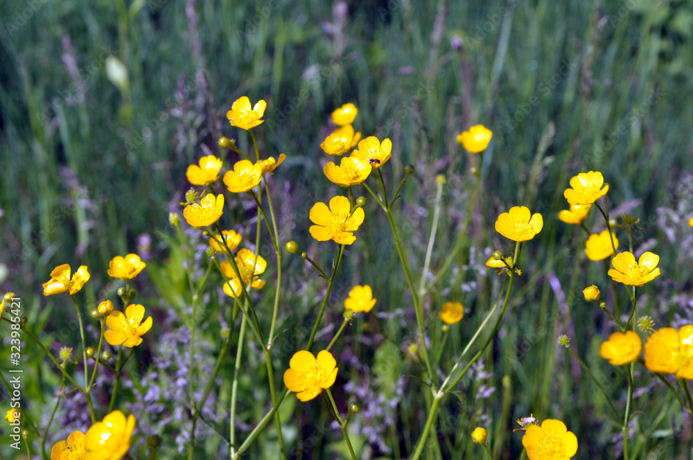 Buttercup (Ranunculus) blooms in nature