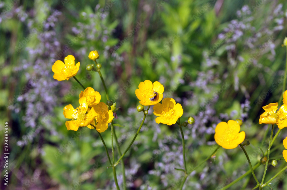 Fototapeta premium Buttercup (Ranunculus) blooms in nature