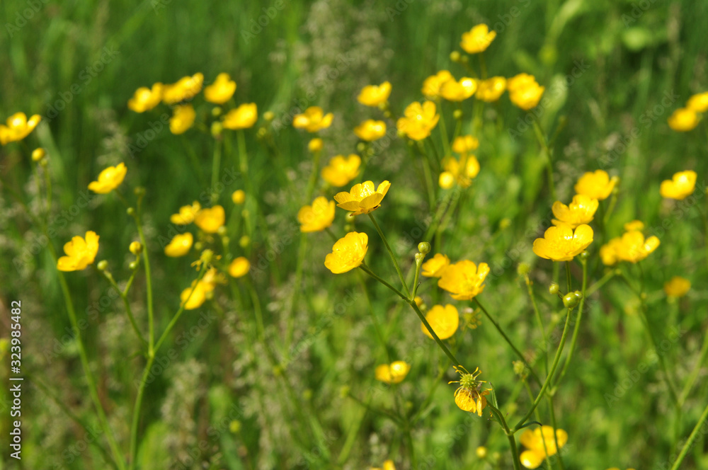 Buttercup (Ranunculus) blooms in nature Buttercup (Ranunculus) blooms in nature