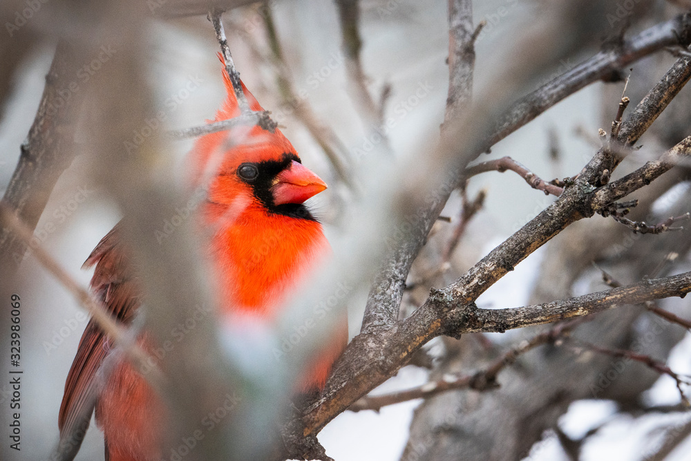 Naklejka Northern Cardinal perched near a bird feeder during winter