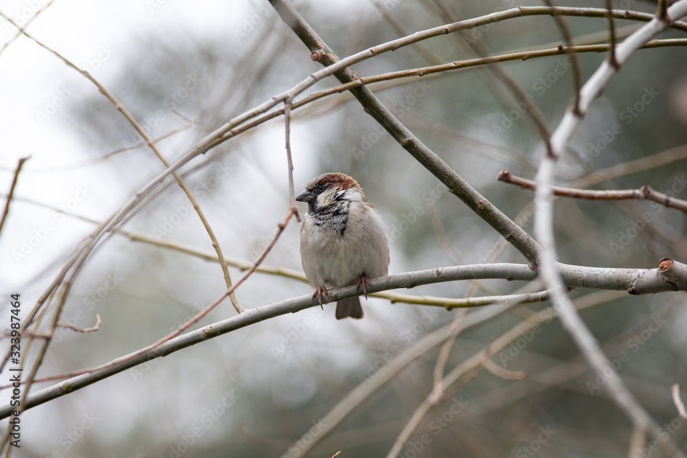 Gorrión común macho (Passer domesticus), también llamado pardal Gorrión común macho (Passer domesticus), también llamado pardal