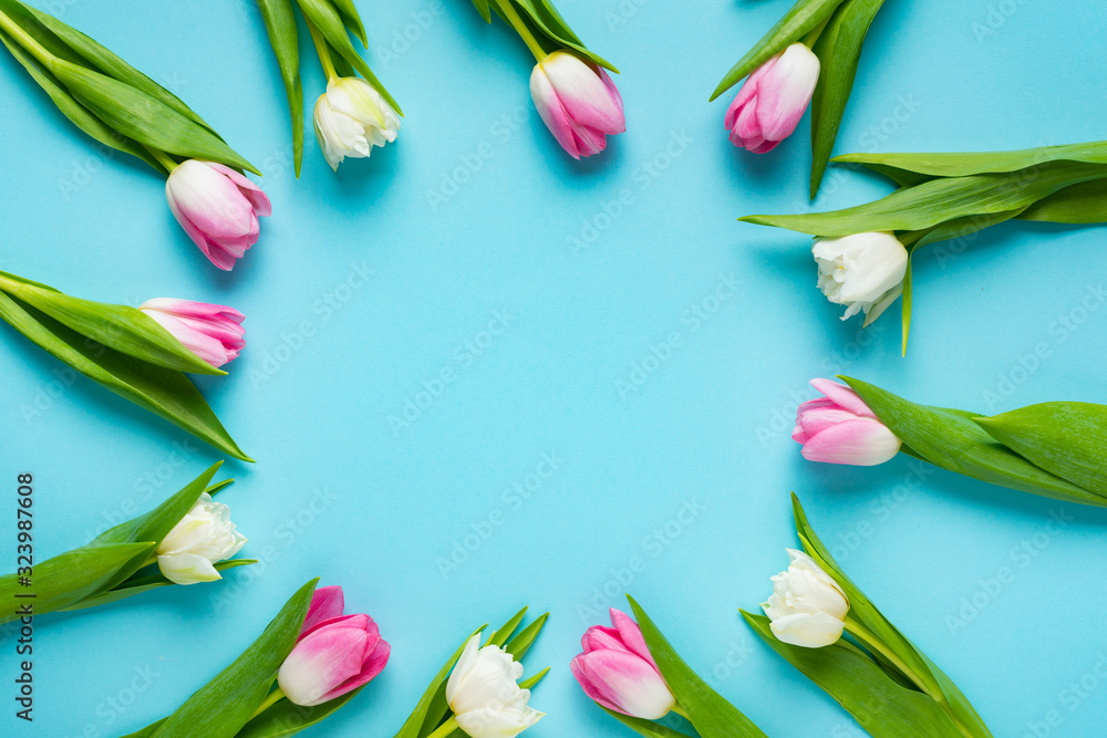 Fototapeta Top view of circle frame of tulips on blue background
