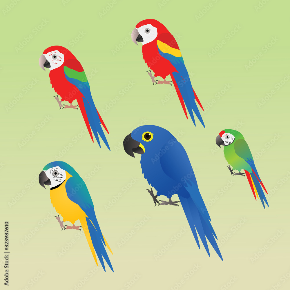 Fototapeta premium Five different species of macaw
