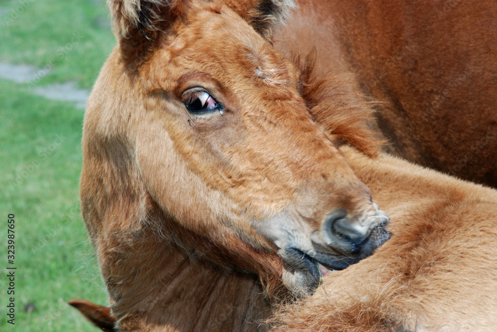 A little foal grazes with his mother.