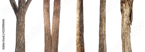 isolated set tree trunk Collection on White background.