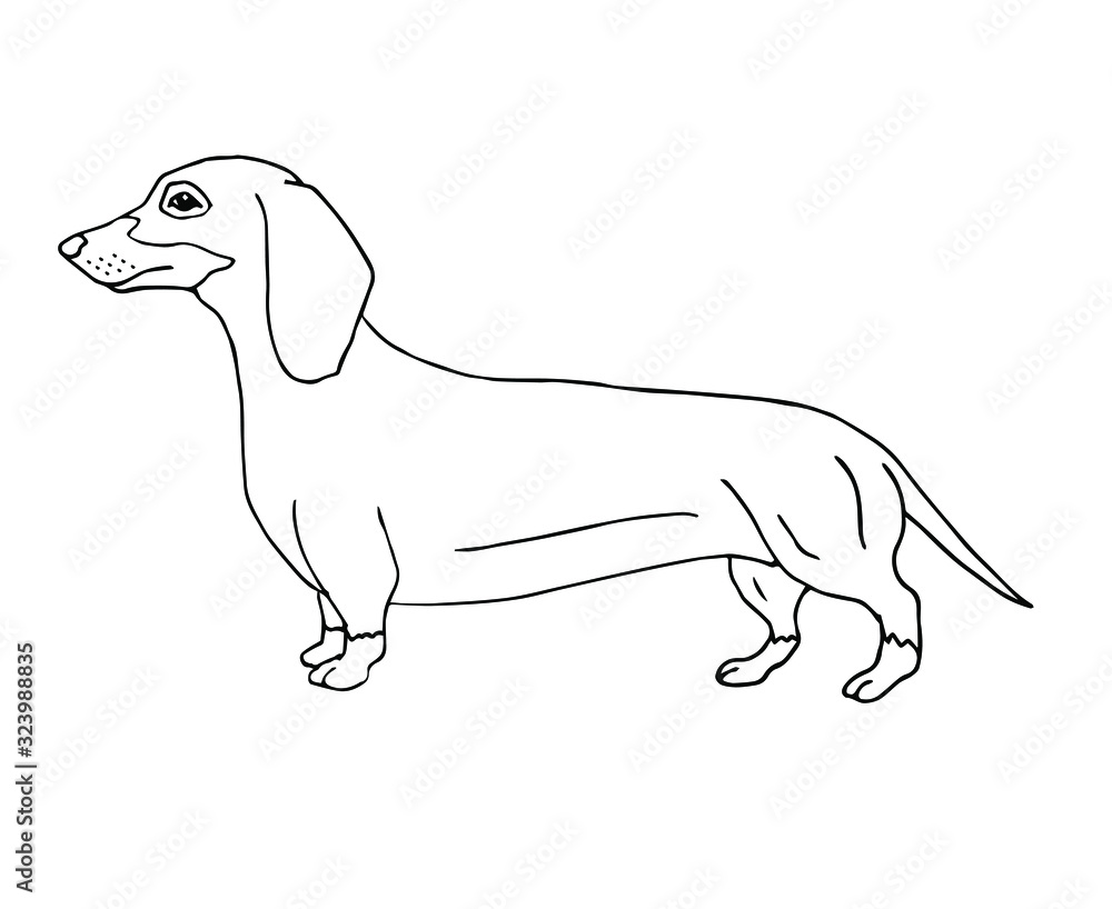 Vector hand drawn doodle sketch dachshund dog isolated on white background
