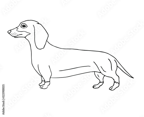 Vector hand drawn doodle sketch dachshund dog isolated on white background