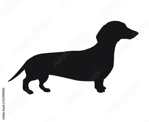 Vector black dachshund dog silhouette isolated on white background