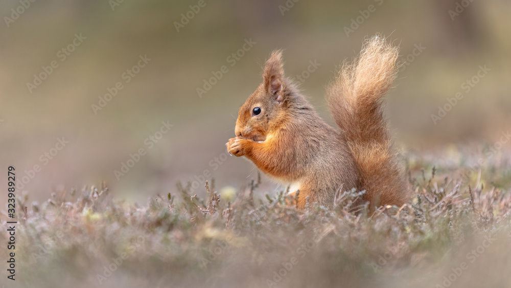 Fototapeta premium Eichhörnchen