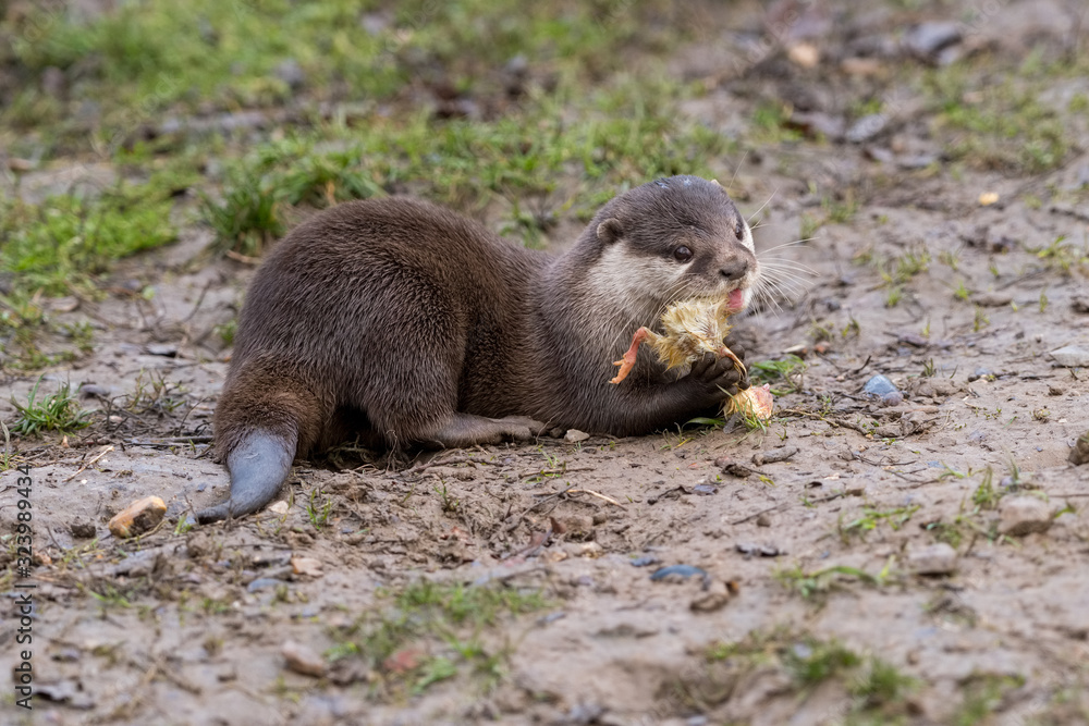 Fototapeta premium Loutre d'asie