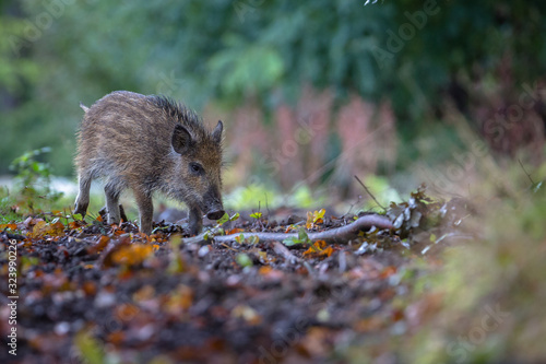 Wildschwein