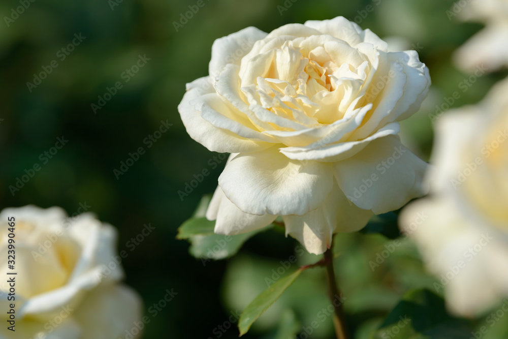 Natural bouquet of rose bushes growing in the garden. Multi-colored roses blooming in the natural environment. Beautiful flowering plant. Natural bouquet of rose bushes growing in the garden. Multi-colored roses blooming in the natural environment. Beautiful flowering plant.