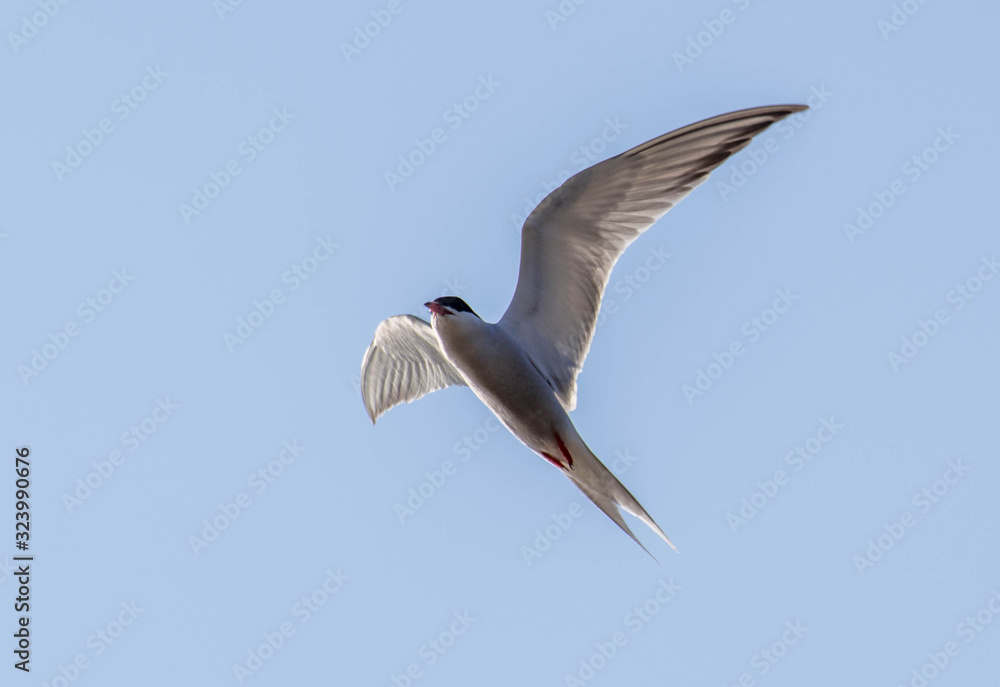 Obraz premium arctic tern with clear skies.arctic tern in flight in summer