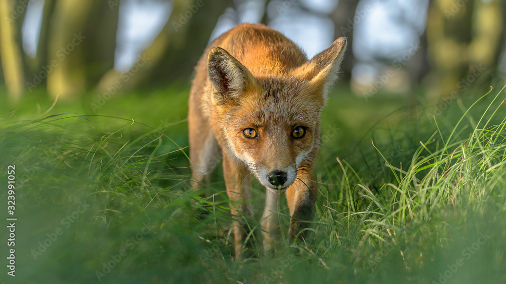 neugieriger Fuchs neugieriger Fuchs