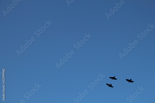 3 birds flying in formation in corner of blue sky