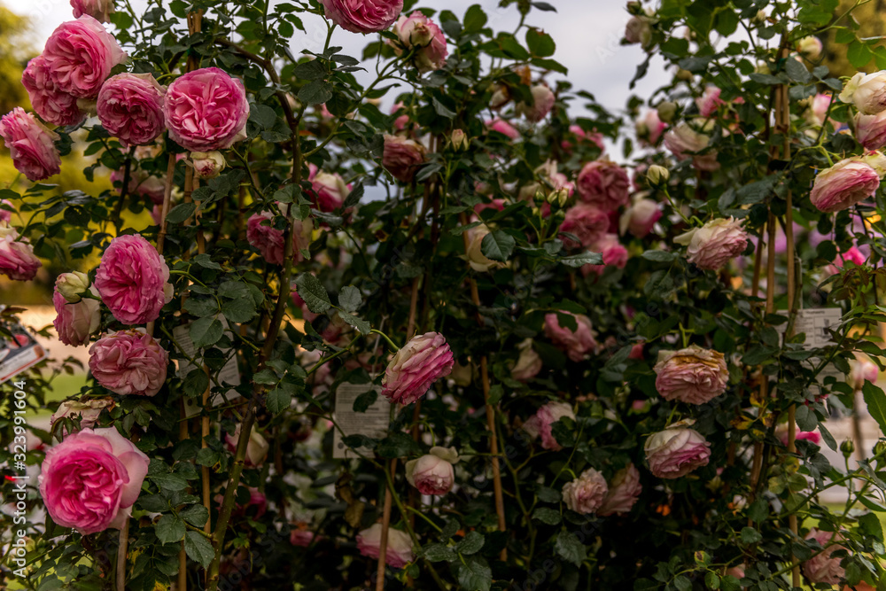 fiori,verde, giardino,natura,rose,piante fiori,verde, giardino,natura,rose,piante
