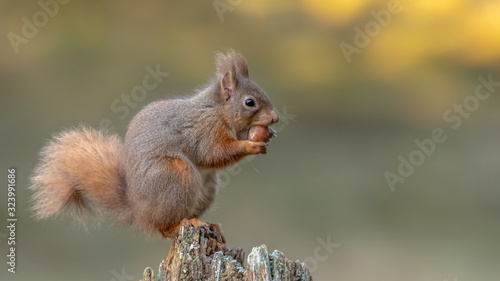 Eichhörnchen © Andreas