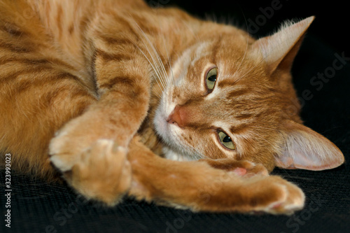 Fototapeta Naklejka Na Ścianę i Meble -  Close up portrait of ginger cat looking at camera on isolated black background