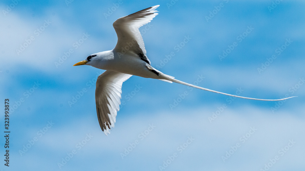 Obraz premium Oiseau - Masaï Mara Kenya