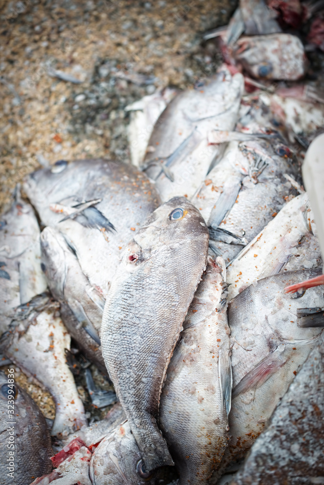 Fish on the fish market Morocco Essaouira Fish on the fish market Morocco Essaouira