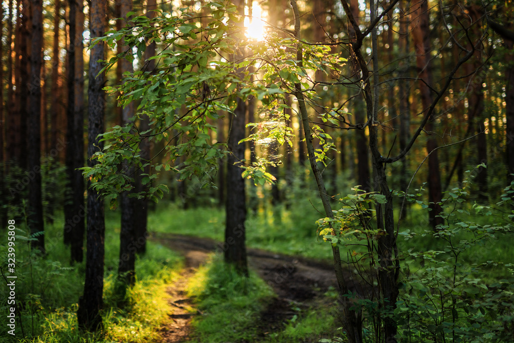 Fototapeta premium summer forest with green leaves, the sun shines through the leaves