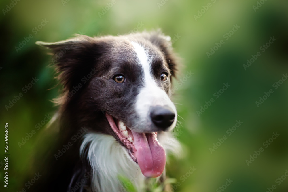 black and white border collie dog face