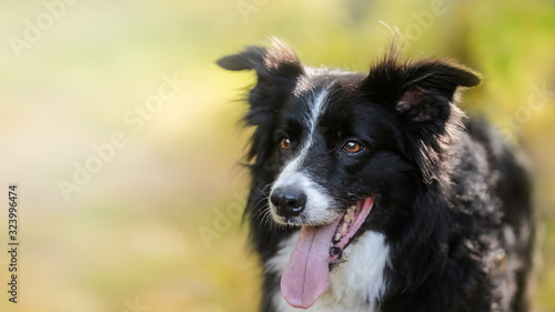 black and white border collie dog face