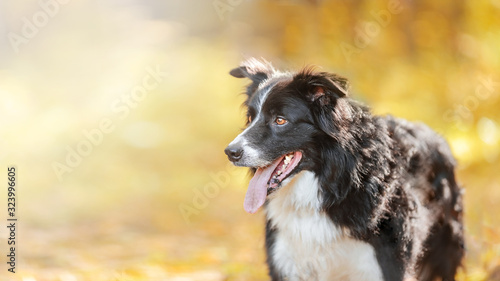 Fototapeta Naklejka Na Ścianę i Meble -  black and white border collie dog face