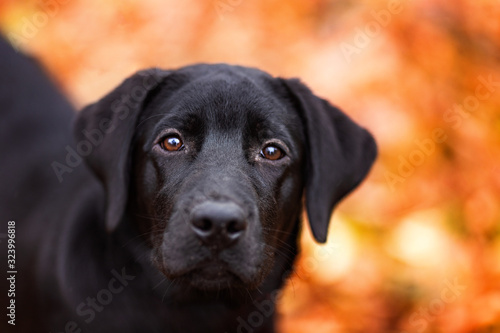 black labrador dog muzzle closeup