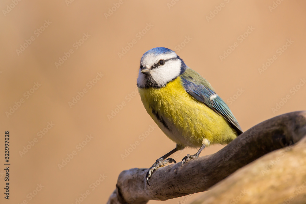 Obraz premium Blue tit (Cyanistes caeruleus) or Eurasian blue tit, small passerine bird in the tit family Paridae. Blue, yellow and white plumage small sized common garden bird.