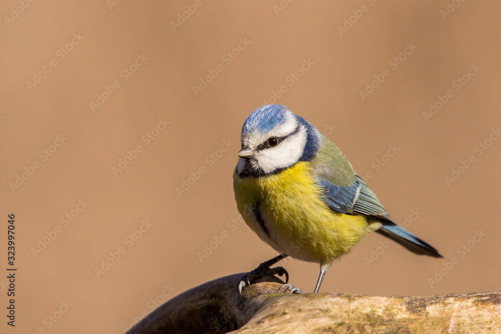 Obraz premium Blue tit (Cyanistes caeruleus) or Eurasian blue tit, small passerine bird in the tit family Paridae. Blue, yellow and white plumage small sized common garden bird.