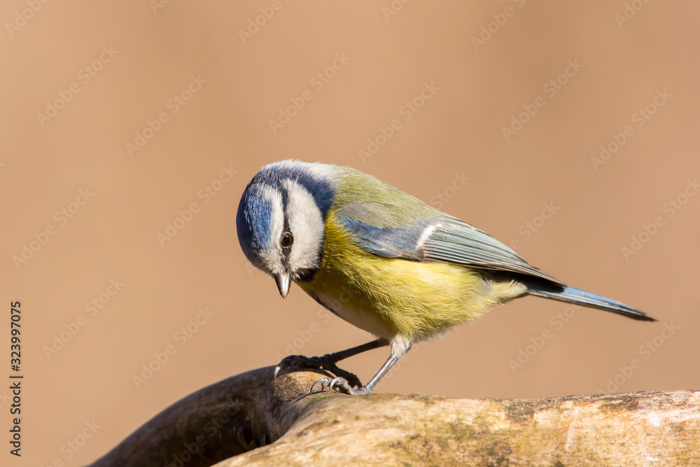 Obraz premium Blue tit (Cyanistes caeruleus) or Eurasian blue tit, small passerine bird in the tit family Paridae. Blue, yellow and white plumage small sized common garden bird.