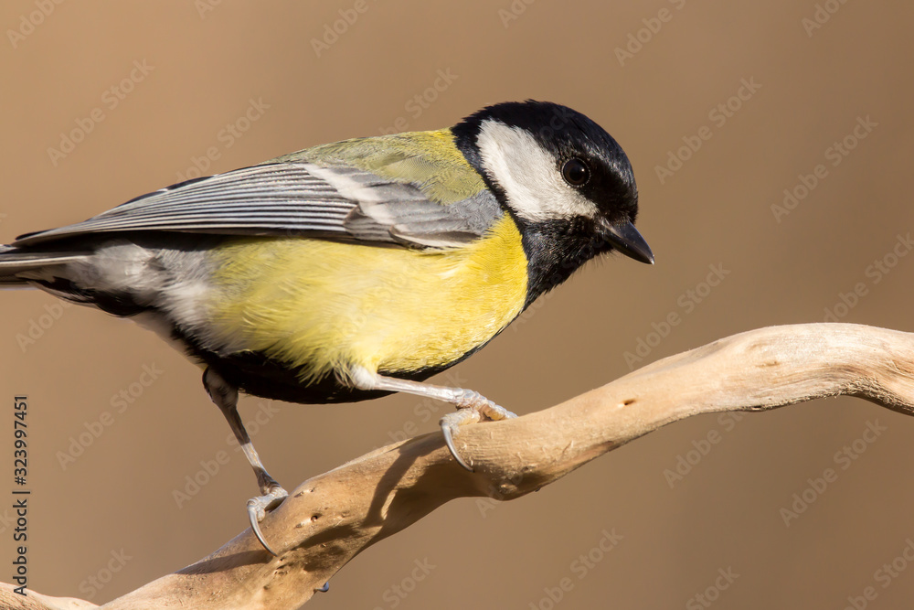 Great tit (Parus major) common garden bird close up, black yellow and white bird perching on the branch with blurry background Great tit (Parus major) common garden bird close up, black yellow and white bird perching on the branch with blurry background