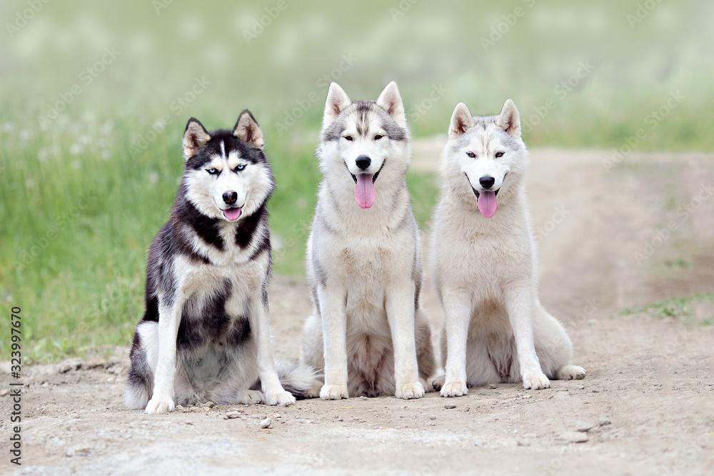 three dogs of the Siberian Husky breed sit on a dirt road in the background of a summer forest three dogs of the Siberian Husky breed sit on a dirt road in the background of a summer forest