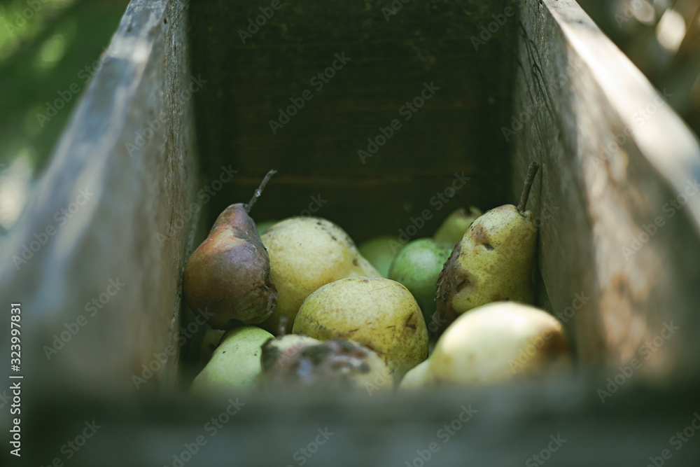 A bunch of pears in the fruit grinder machine, fruits in wooden fruit mill in garden, preparation for home making alcohol A bunch of pears in the fruit grinder machine, fruits in wooden fruit mill in garden, preparation for home making alcohol