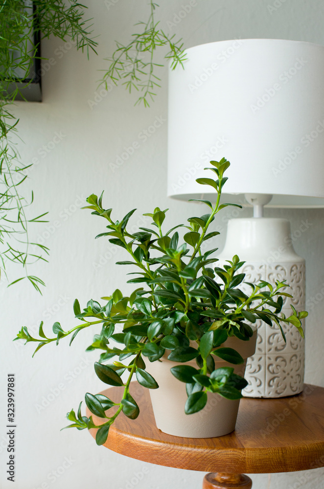 Nice cozy plants in a white modest interior Nice cozy plants in a white modest interior