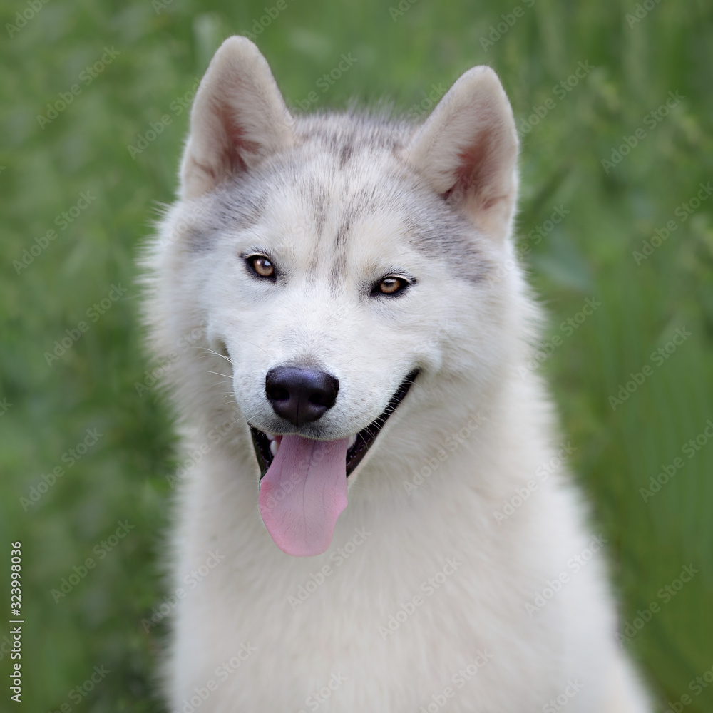 Obraz premium portrait of a dog breed Siberian Husky in the summer on a background of green grass