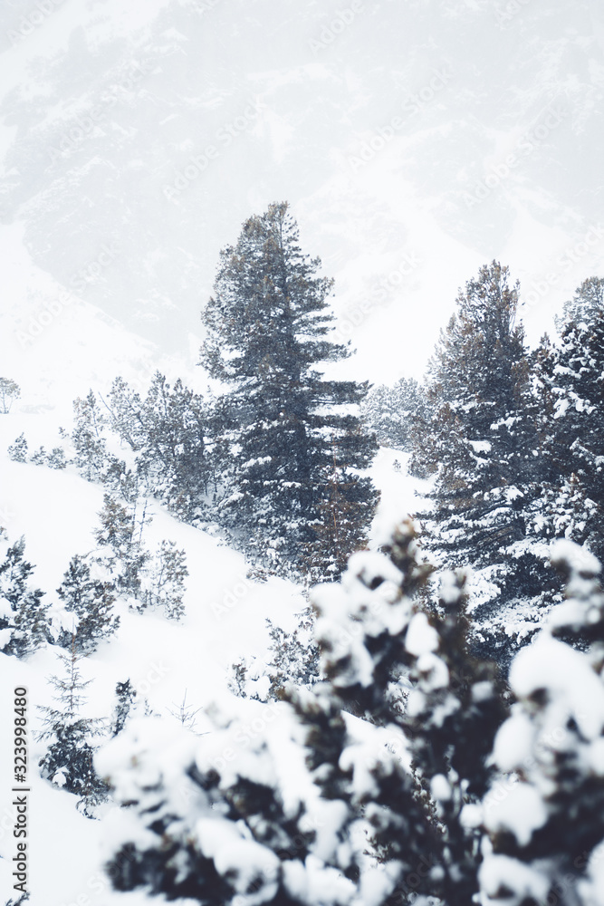 Snow and pine trees in the mountain Snow and pine trees in the mountain