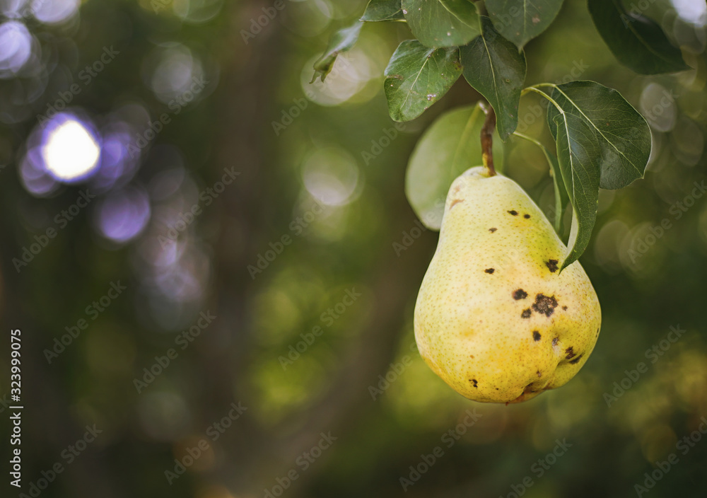 Obraz premium Close up of fresh organic pear (Pyrus), Pears hanging on the tree branch with leaves, Fruits trees in garden, Tasty, juicy and healthy fruit