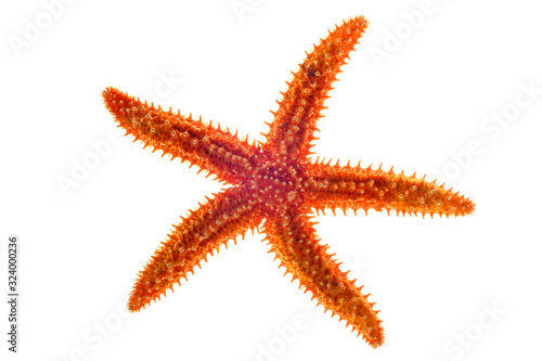 Dried common starfish / common sea star / sugar starfish (Asterias rubens) on white background
