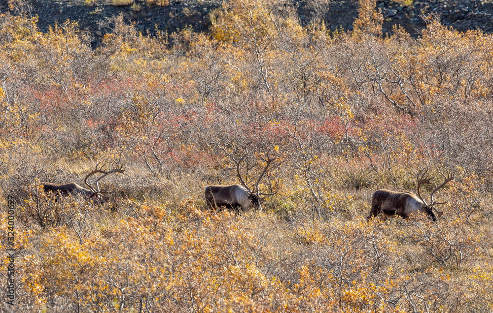 Barren Ground Caribou Bulls in Autumn in Denali National Park Alaska Barren Ground Caribou Bulls in Autumn in Denali National Park Alaska