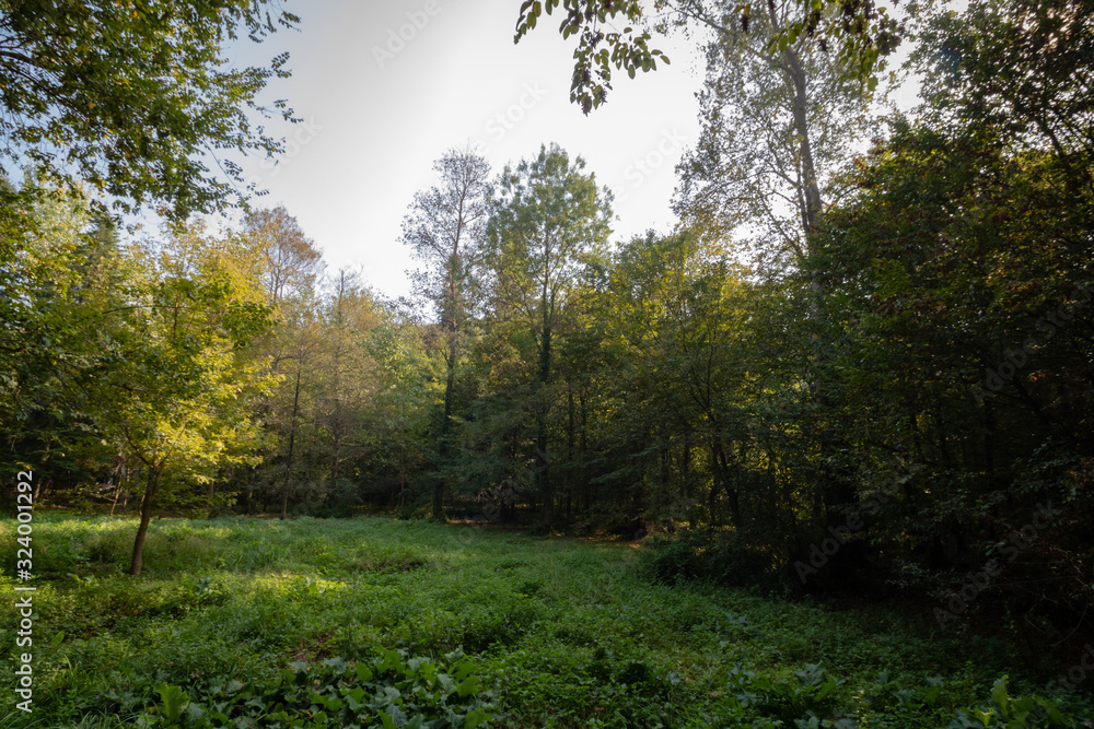 Fototapeta premium morning in the forest