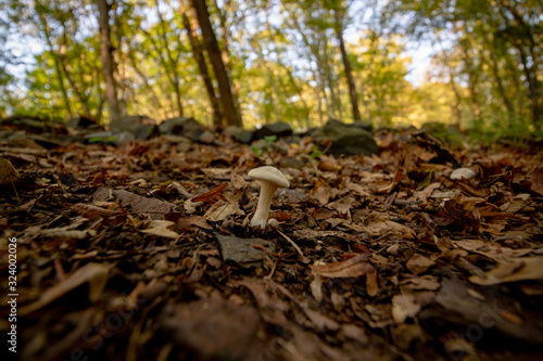 mushrooms in the forest at autumn