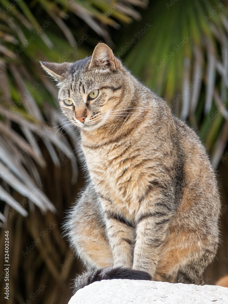 Street cat sits on a large stone on a green background. Street cat sits on a large stone on a green background.