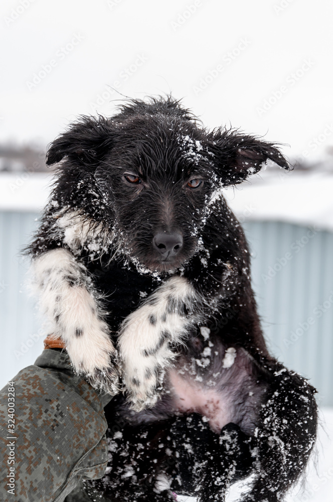 Portrait of a cute black puppy with sad eyes on a winter day against the background of snow Portrait of a cute black puppy with sad eyes on a winter day against the background of snow