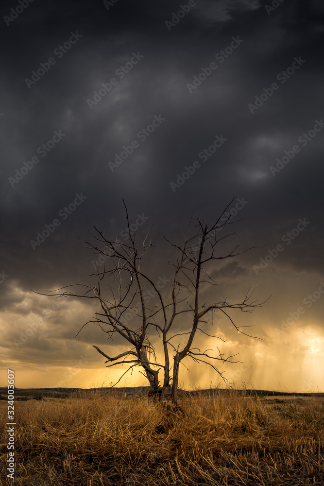 lonely tree in a field against heavy storm clouds lonely tree in a field against heavy storm clouds