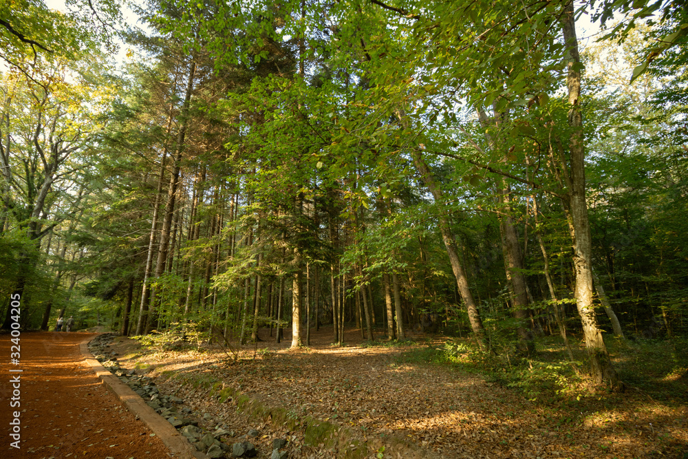 Fototapeta premium path in the forest