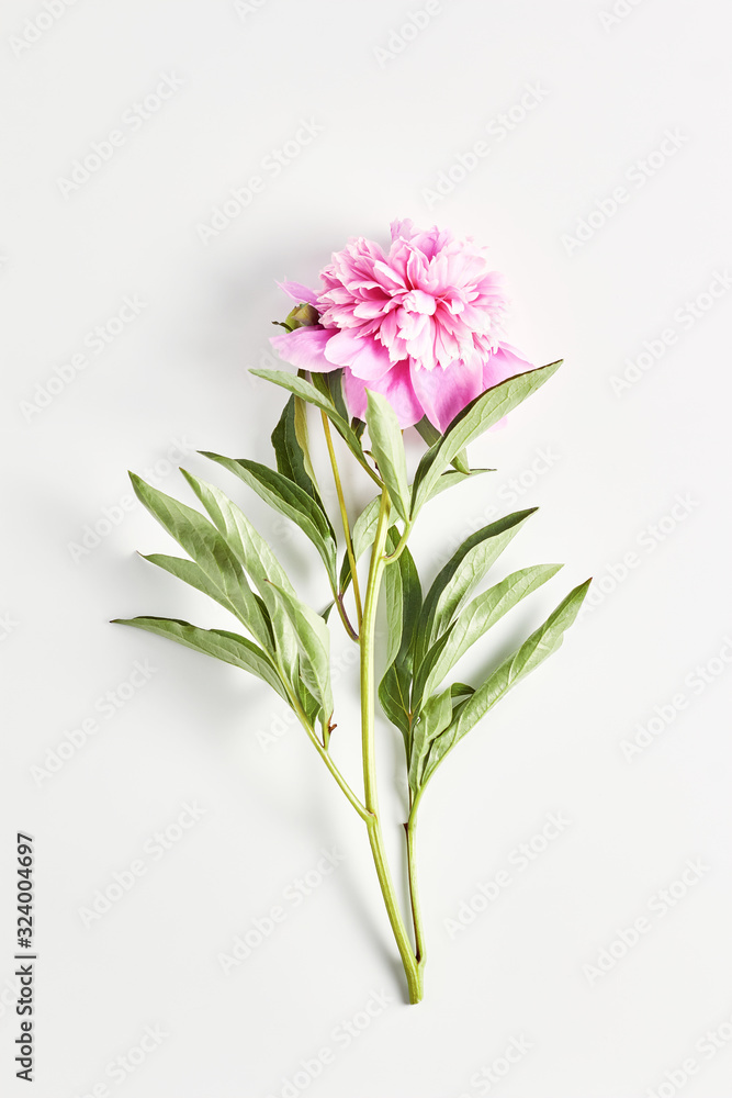 beautiful peony flower on pink color on white background. vertical frame, top view beautiful peony flower on pink color on white background. vertical frame, top view